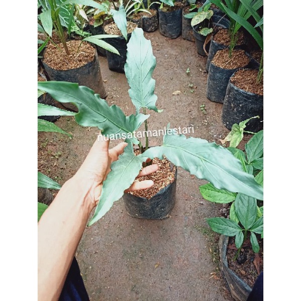 Tanaman Hias Philodendron Keris Papua / Philo keris papua