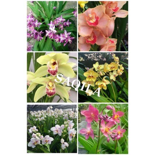 anggrek tanah paket 6 warna bunga