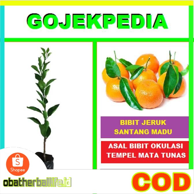 Bibit Jeruk Santang Madu Okulasi Pohon Jeruk Santang Tanaman Jeruk