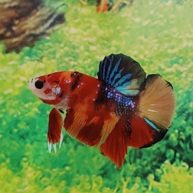 Ikan Cupang Male Grade Nemo Emerald Candy Shopee Indonesia