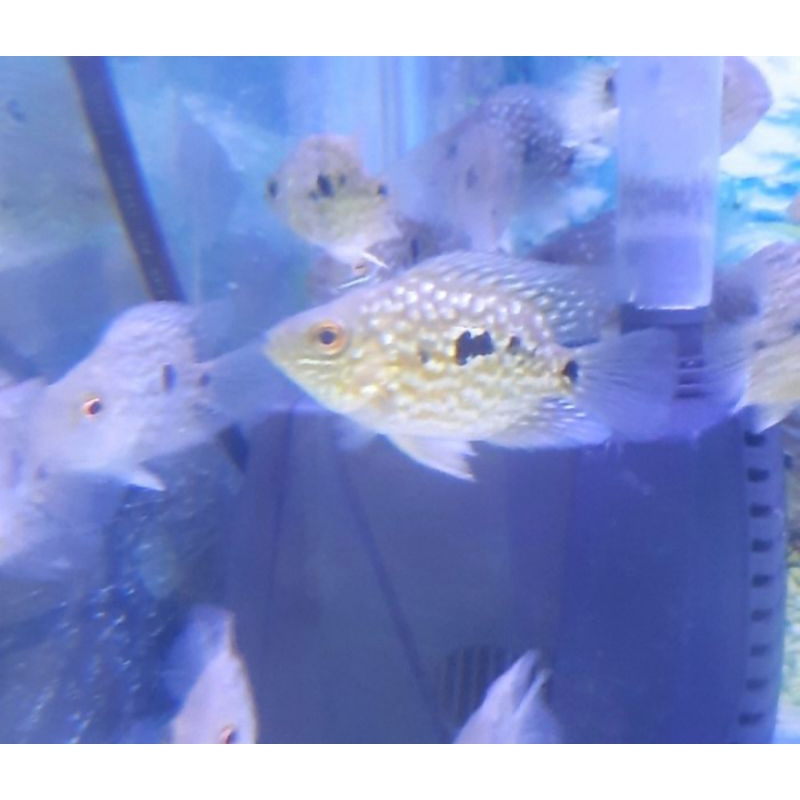 Ikan Hias Texas Shortbody Cichlid