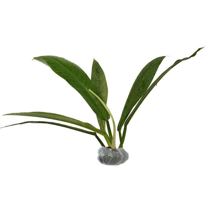 philodendron lynette