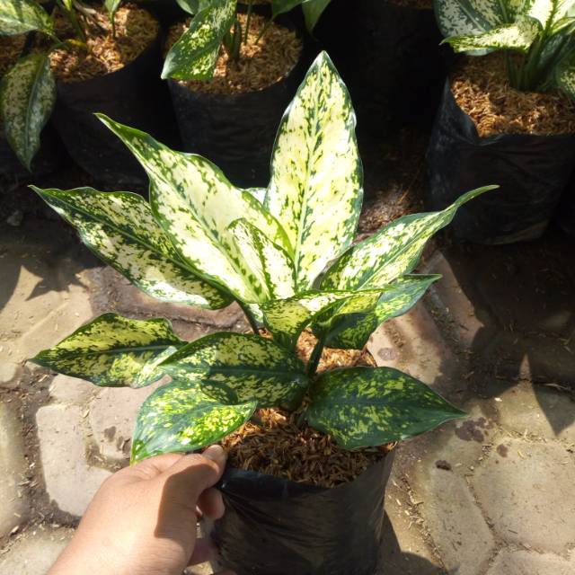 Snow White - Tanaman Hias Snow White - Tanaman Hias Aglonema Snow White