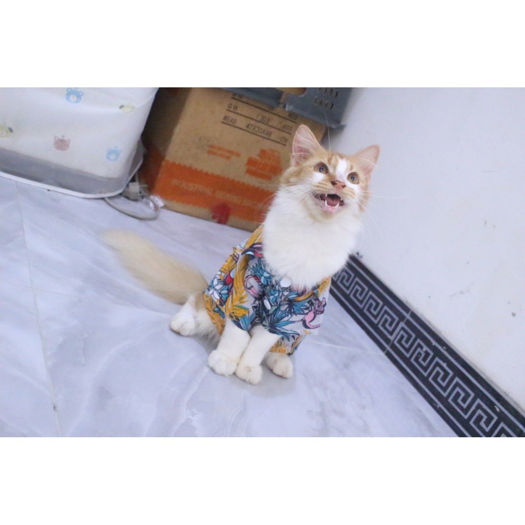 [Bahan adem] baju pantai kuning lucu untuk kucing dan anjing / baju kucing murah size S M L XL