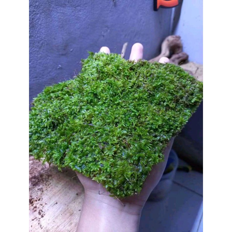 1Kg Moss weeping clump Grade A-Tanaman Aquascape Aquarium