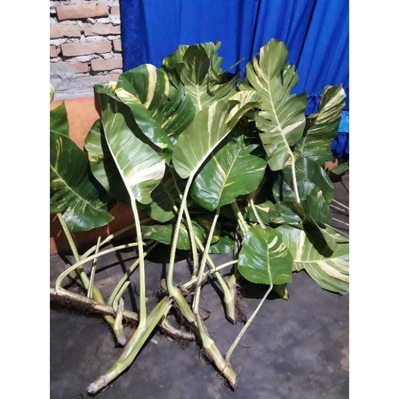 MONSTERA EPIPREMNUM EUREUM SIRIH GADING JUMBO
