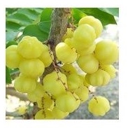 

Buah cerme 350 grm