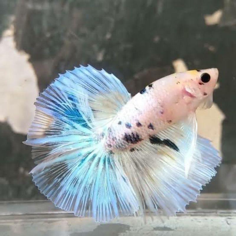 

Cupang Fancy, Cupang Kulakan