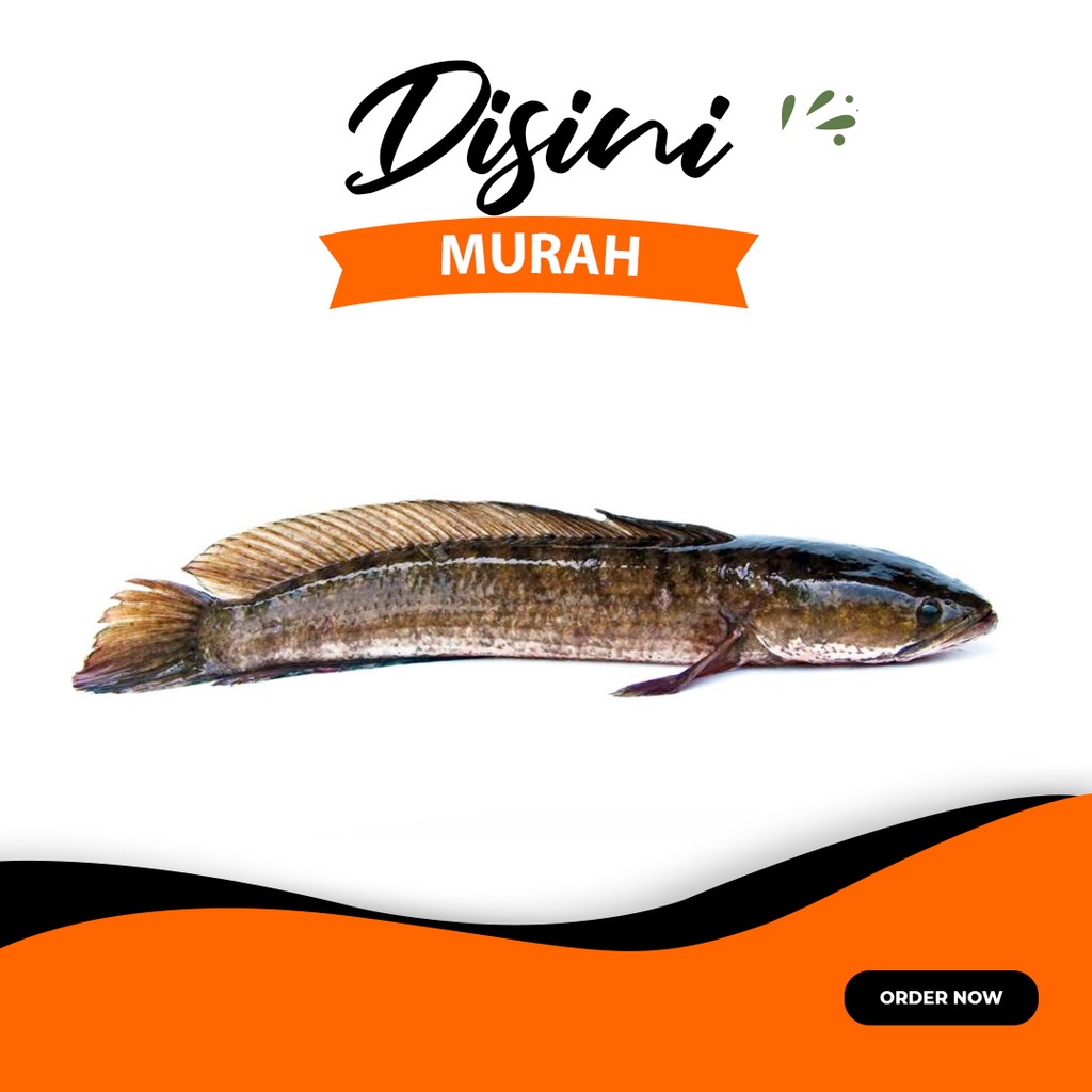 

ikan gabus
