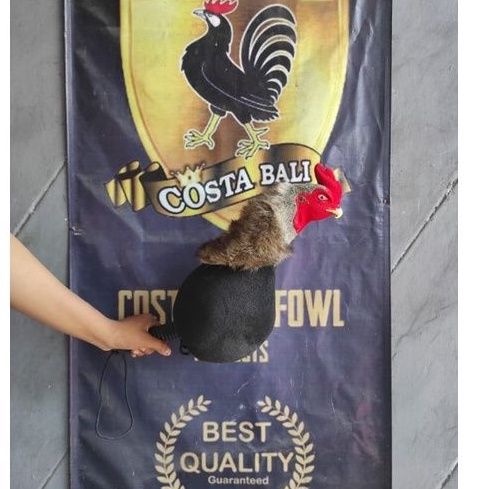 Boneka ayam untuk melatih ketangkasan Ayam