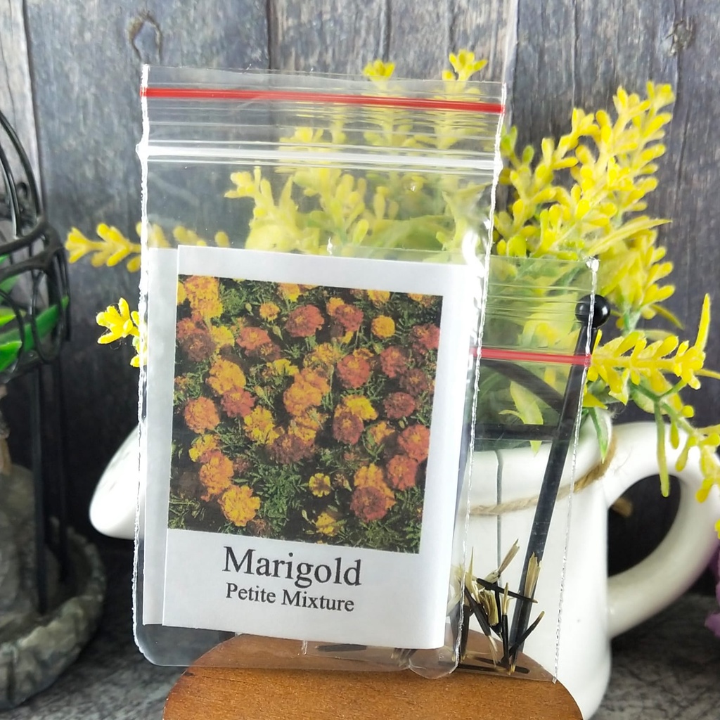 10 Seeds - Marigold Petite Mixture Biji Bunga - SR0204