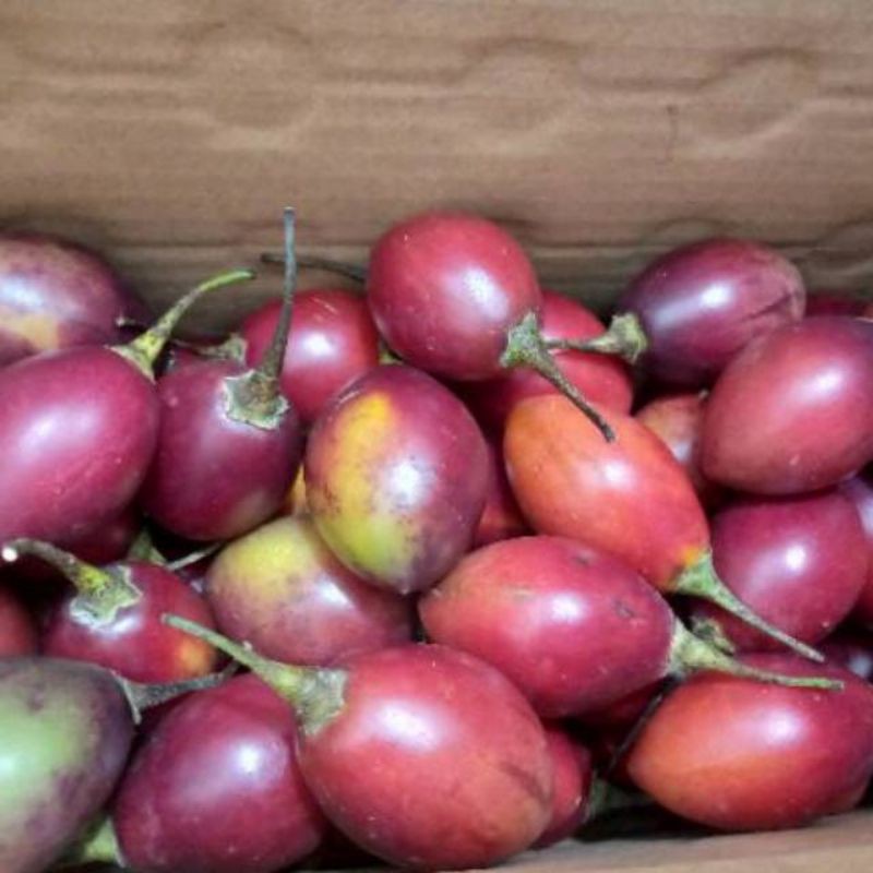 

buah terong belanda 1kg
