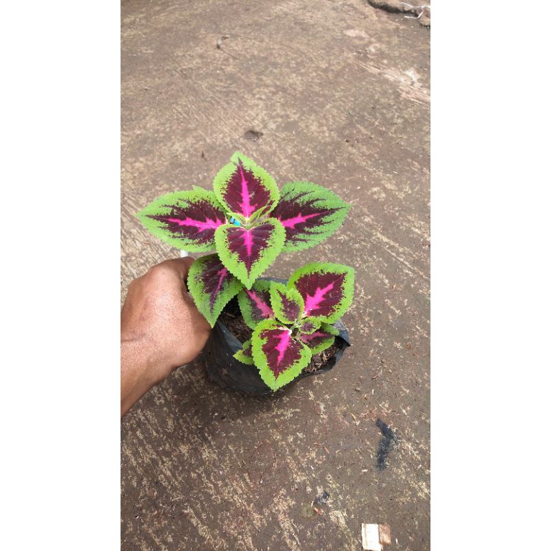 tanaman hias bunga miana strip/tanaman hias murah bunga miana