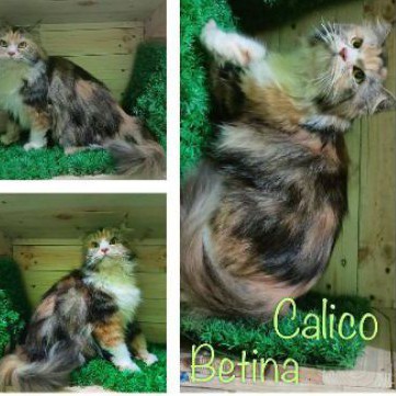 Kucing persia betina calick
