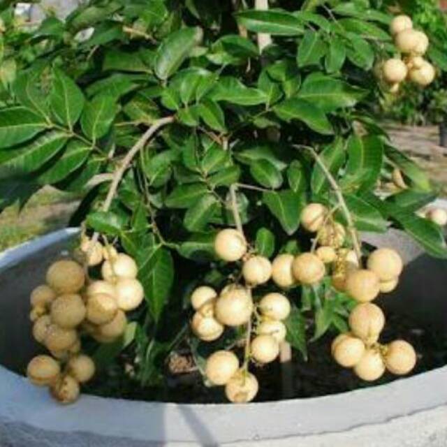 

bibit klengkeng aroma durian/pongrai beli =3=bonus= 3=jeruk nipis+(pupuk)