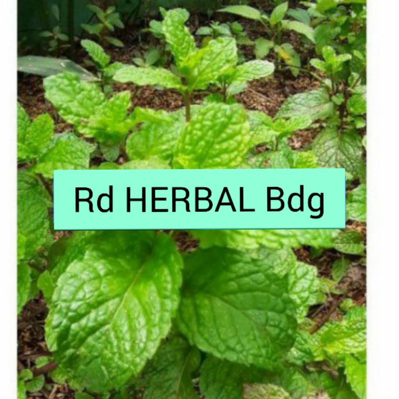 

Daun mint atau daun keresmen 250gram rempah segar
