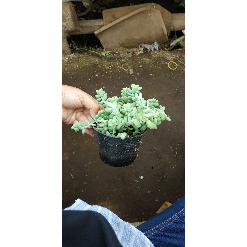 Sukulen Sodum Bulat Tanaman Gantung