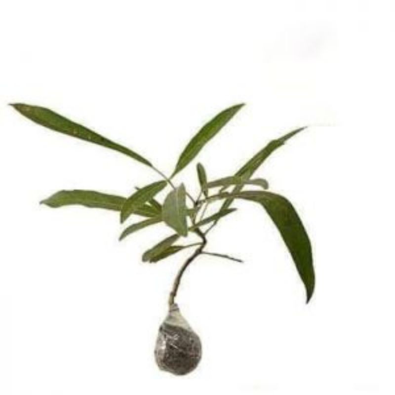 Bibit tanaman bunga tabebuya / bibit pohon tabebuya kuning / bibit tabebuya