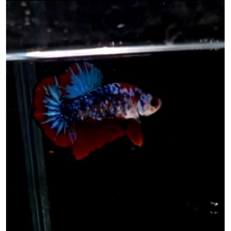 

cupang koi