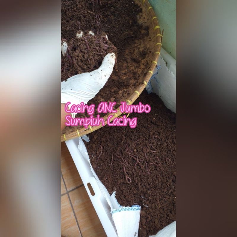Cacing Tanah ANC 1/2 Kg Hidup - Garansi