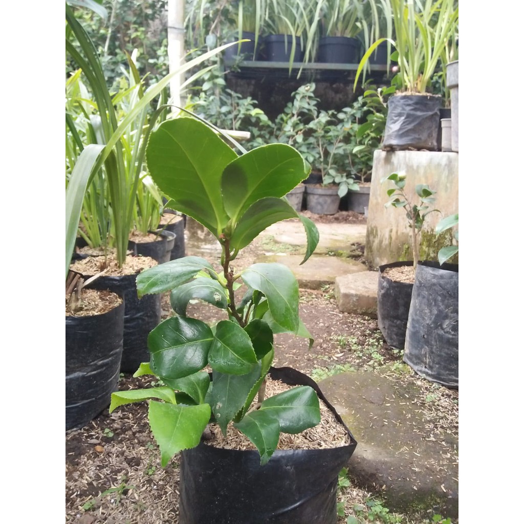 Bibit Bunga Camelia pink sembur - Tanaman hias camelia - bibit tanaman kamelia asli cangkok