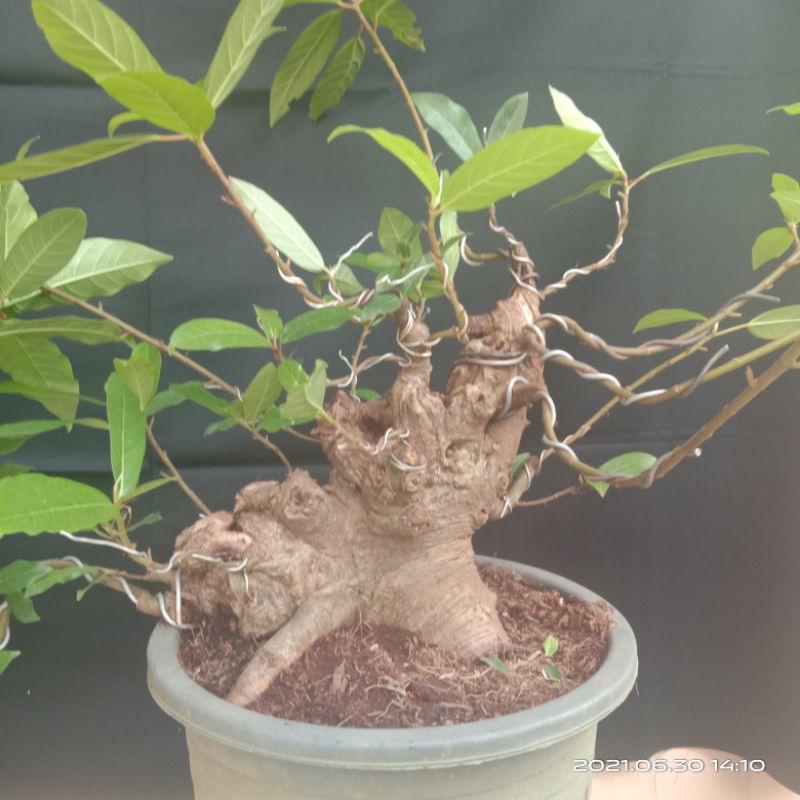 bonsai loa rawatan program