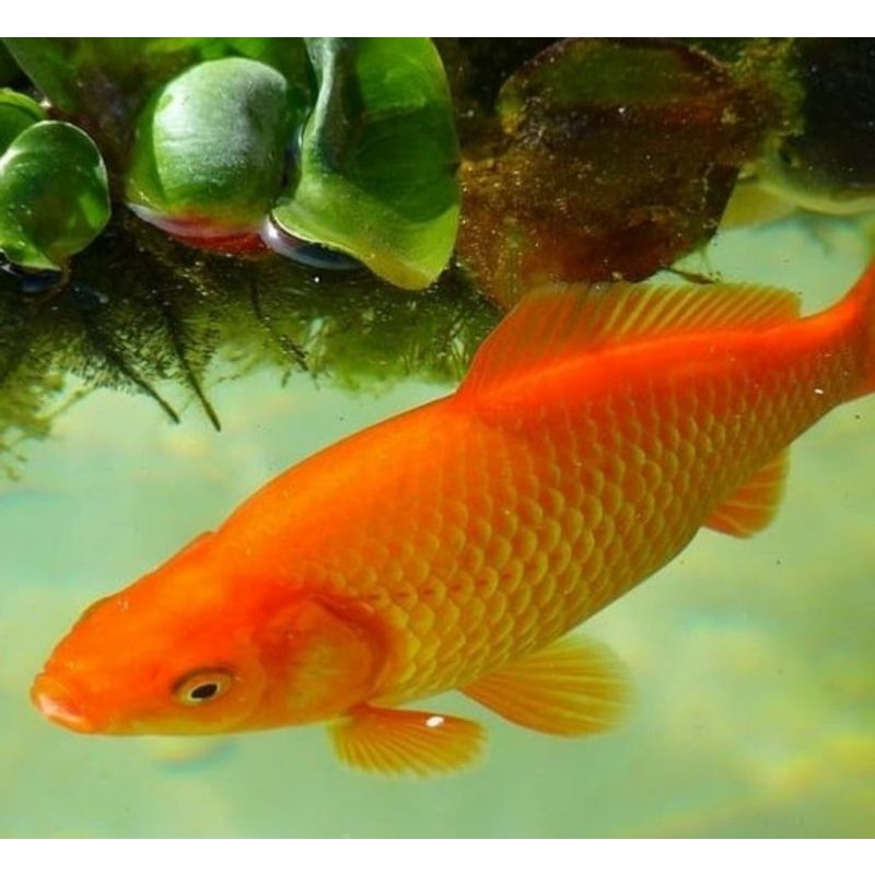 Ikan Hias Ikan Mas Besar