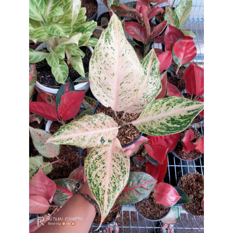 Aglonema mutiara siam