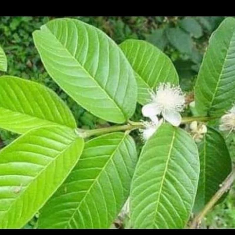 

DAUN JAMBU /DAUN HERBAL (PER LEMBAR)