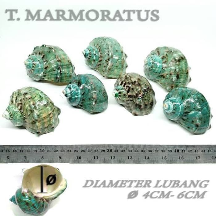 shell rumah cangkang kelomang umang keong