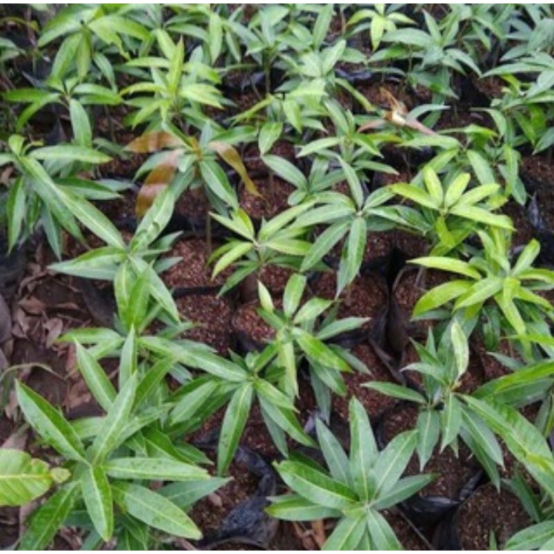 

SEDLING MANGGA BUAT SAMBUNGAN