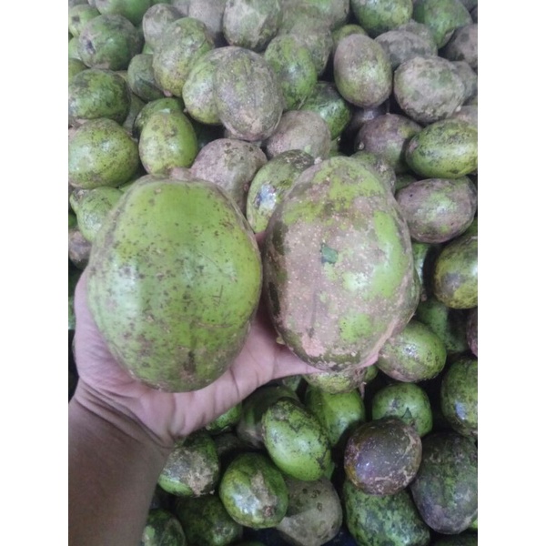 

Kedondong Bangkok Super 1kilo