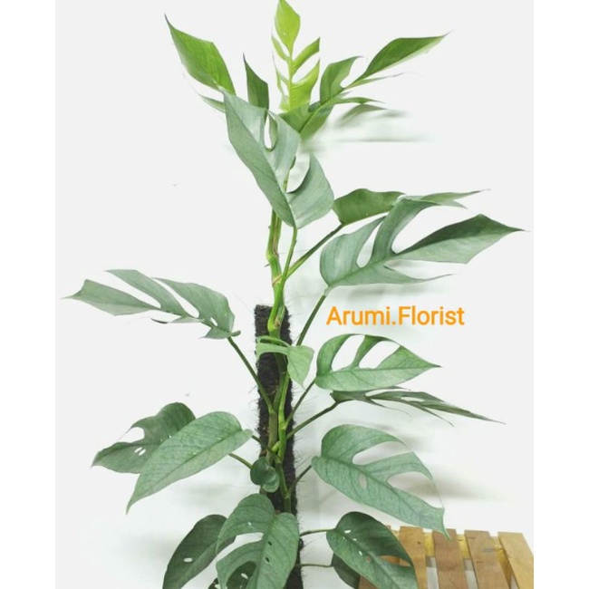 Epipremnum Cebu Blue