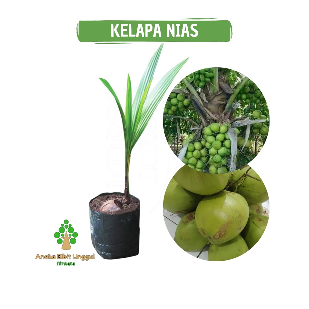 BIBIT BUAH KELAPA NIAS TUMPOK UNDONG - BIBIT KELAPA NIAS - BIBIT KELAPA GENJAH -  BIBIT KELAPA NIAS 