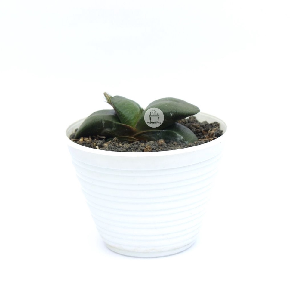 Tanaman Hias/Sukulen Gasteria Armstrongii