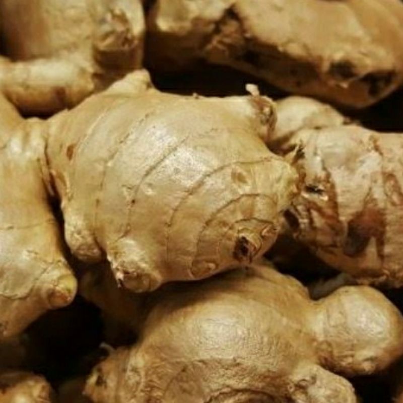 

jahe gajah atau jahe putih segar 500 gram