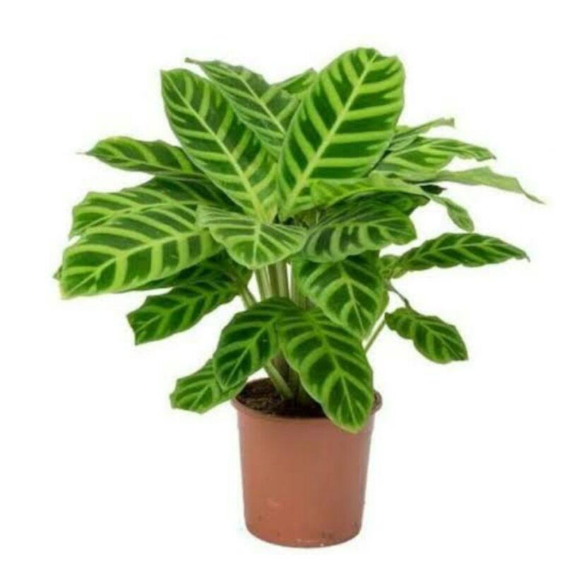 tanaman hias calathea Zebrina