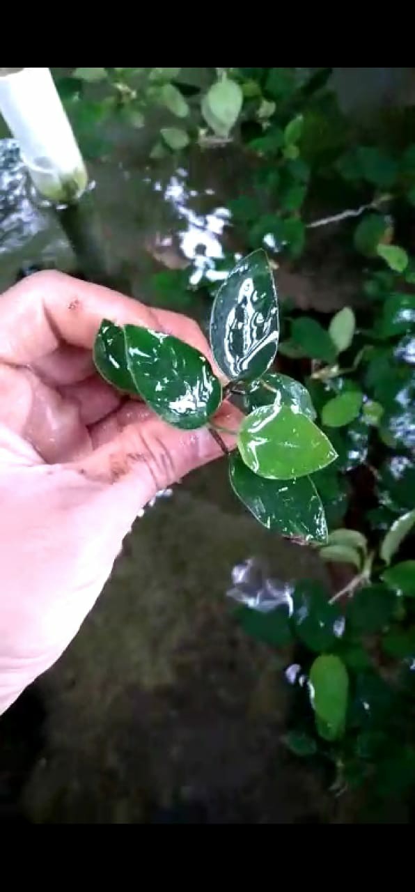 Kepala Kunci Pas Gator Grip Universal Socket - Etc-120 Bolt Only