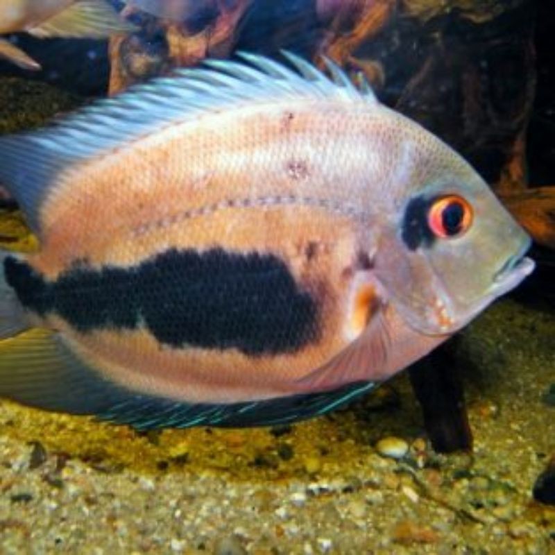 Ikan Hias Urau Cichlid