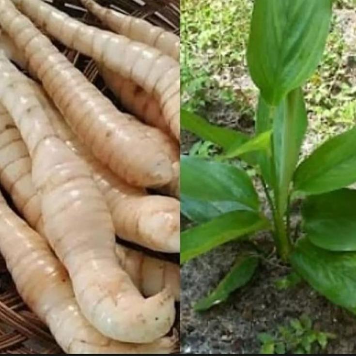 [PRODUK 7GLNB] obat asam lambung maag kronis.irut Garut. Aci angkrik BQ7