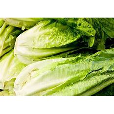 Romaine Lettuce 500gr/pack