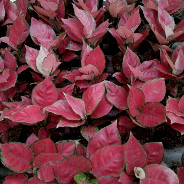 Aglaonema Red anjamani