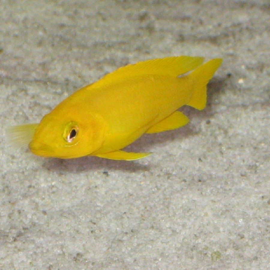 IKAN HIAS LEMON
