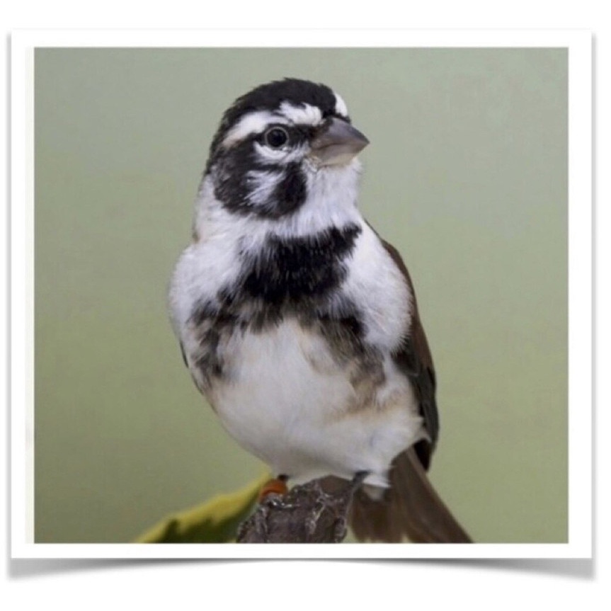 Jual Burung Kenari Panda Betina Dewasa Siap Produksi Banyak Pilihan