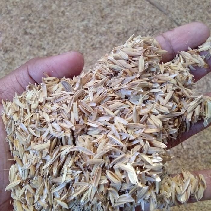 MERANG PADI BUAT PUPUK PORANG 1KG