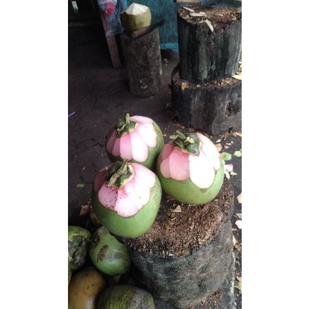 

Cengkir Merah Wulung