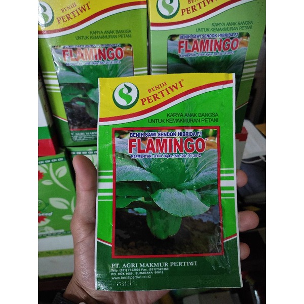 BENIH SAWI SENDOK HIBRIDA F1 FLAMINGO BIBIT PAKCHOY FLAMINGO
