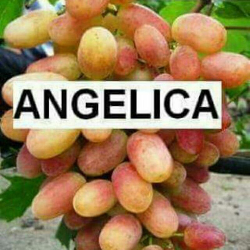 bibit anggur angelica_bibit anggur impor