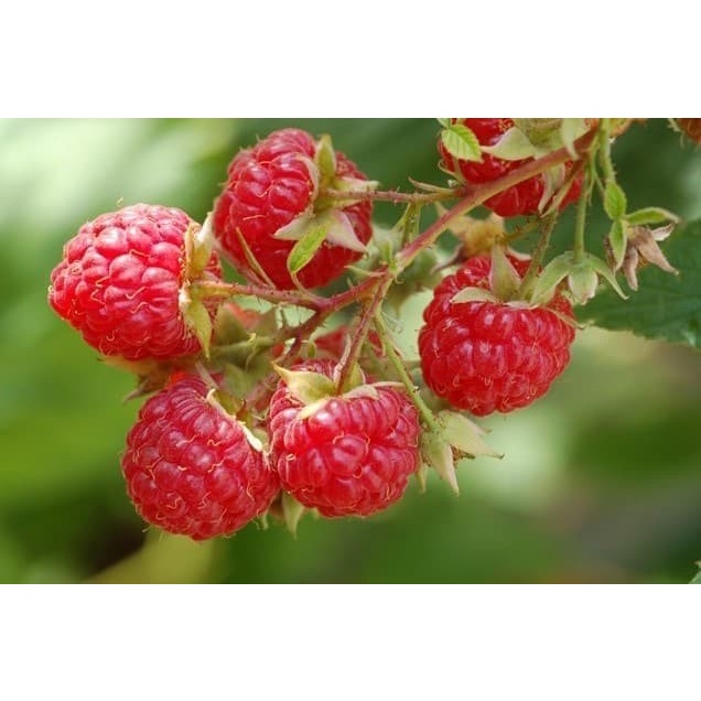 BIBIT POHON BUAH RASPBERRY/ARBEI