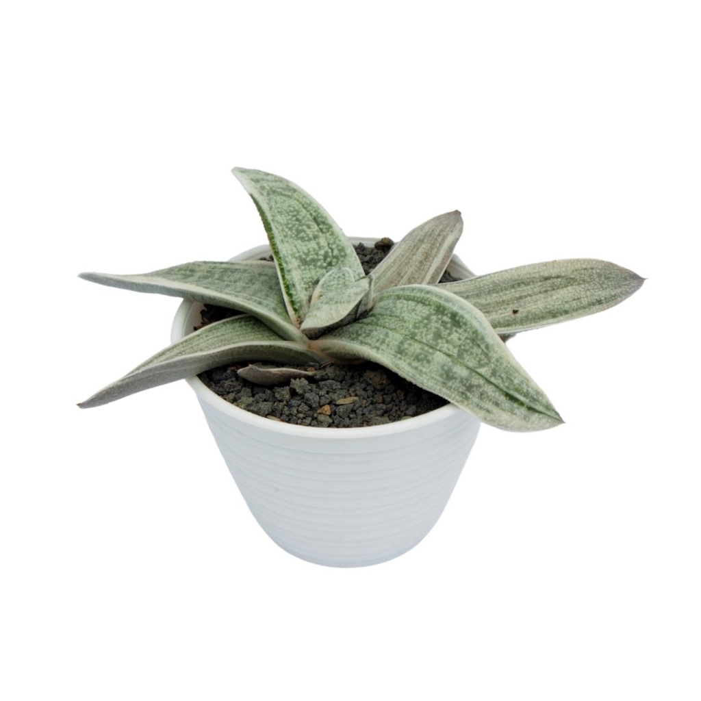 Gasteria Batesiana Variegata